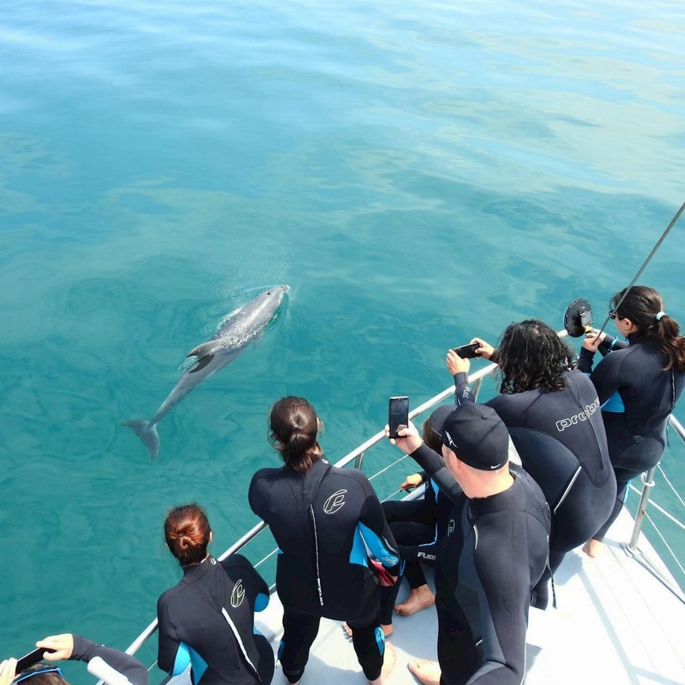 See All Dolphin Swim Seal & Dolphin Swim Tour (Observer)