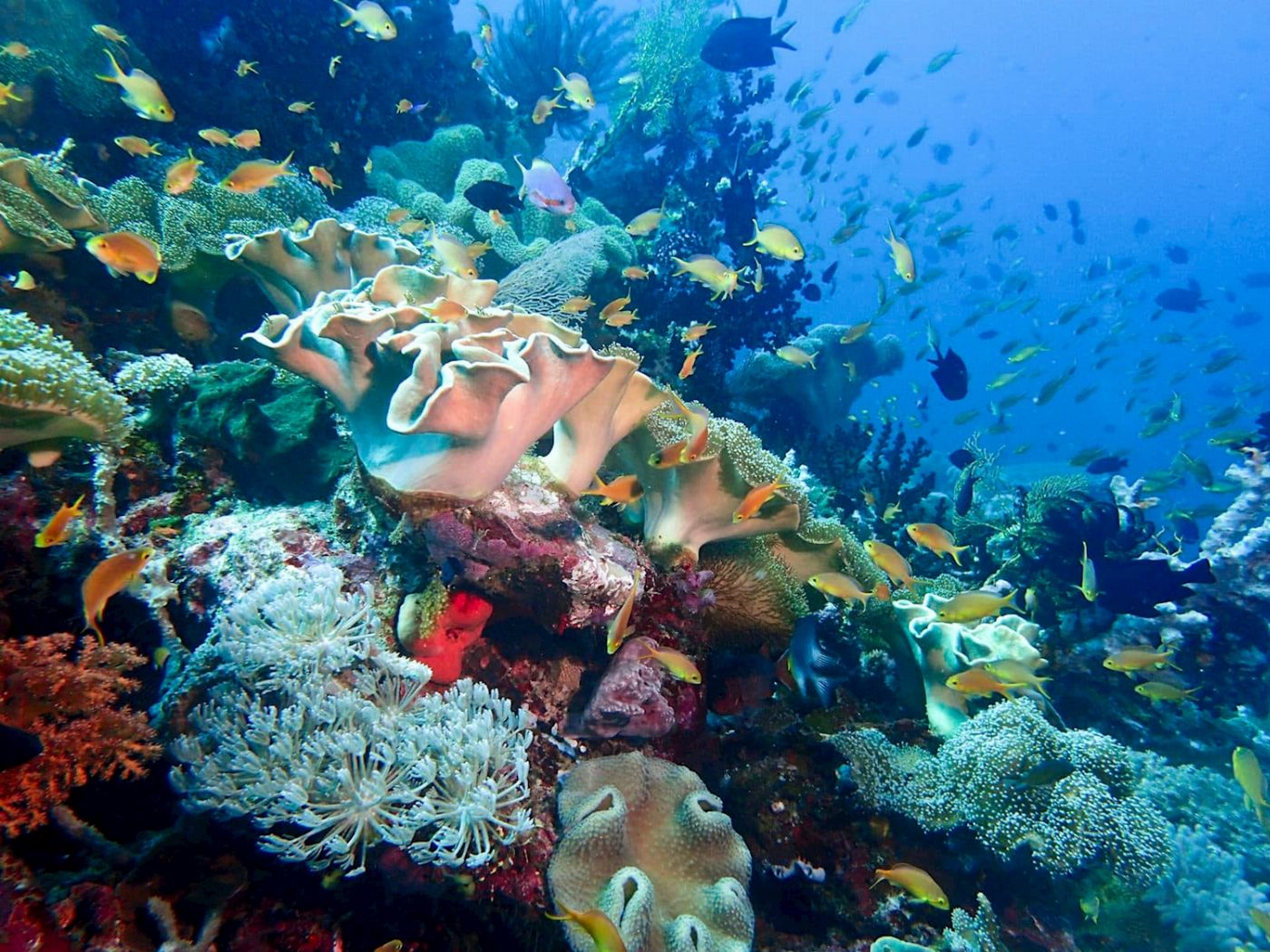 Coral Sea Dreaming Dive & Sail Dive & Snorkel Overnight Adventure - Private Cabin