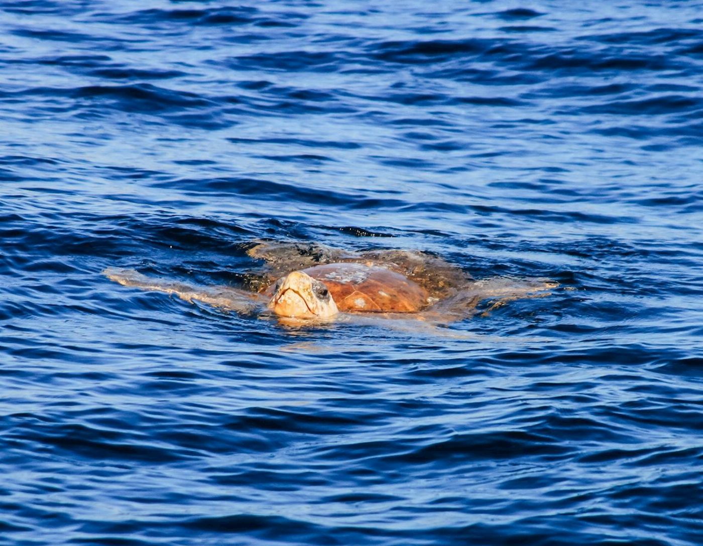 Out Of The Blue Adventures Dolphin Cruise