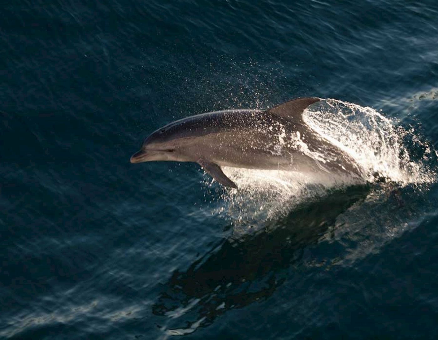 Out Of The Blue Adventures Dolphin Cruise