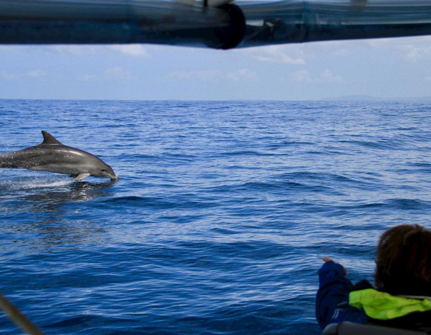 Out Of The Blue Adventures Dolphin Cruise