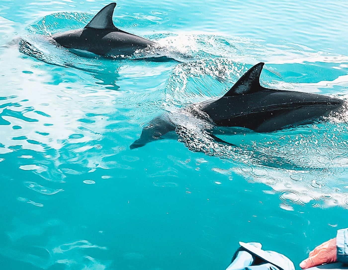 Out Of The Blue Adventures Dolphin Cruise