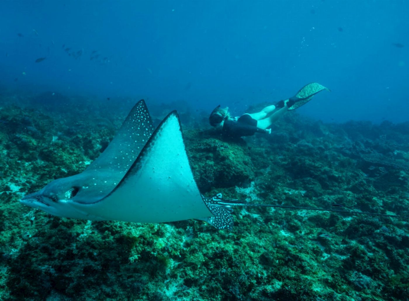 Out Of The Blue Adventures Snorkeling Tour Julian Rocks