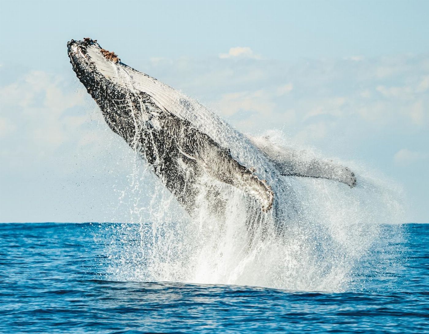 Out Of The Blue Adventures Whale Watching - Ballina Departure