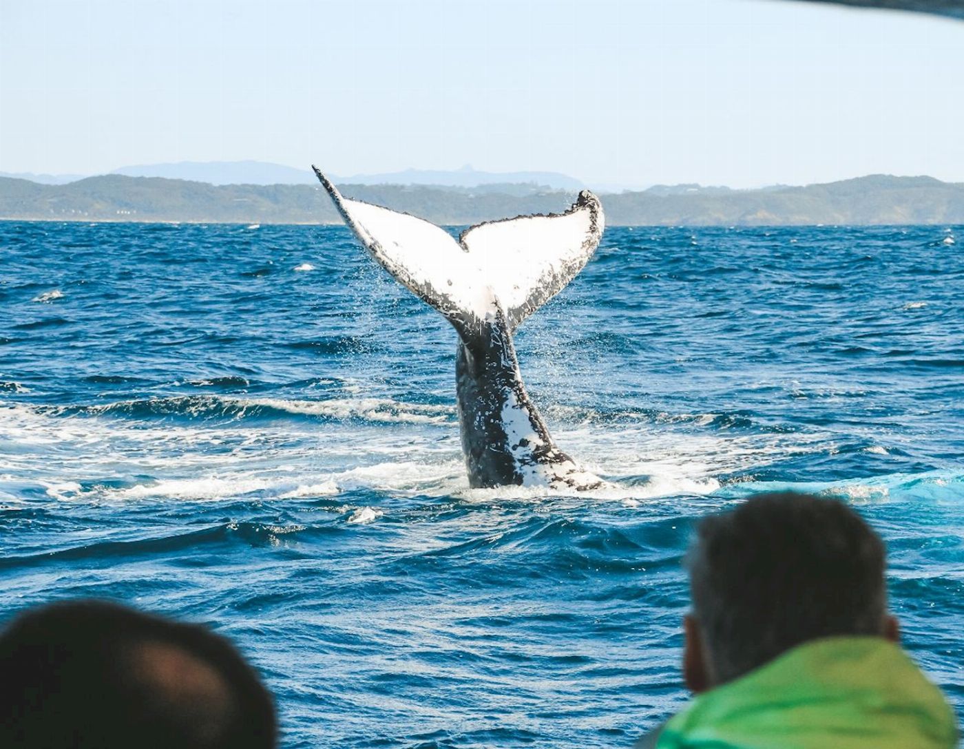 Out Of The Blue Adventures Whale Watching - Ballina Departure
