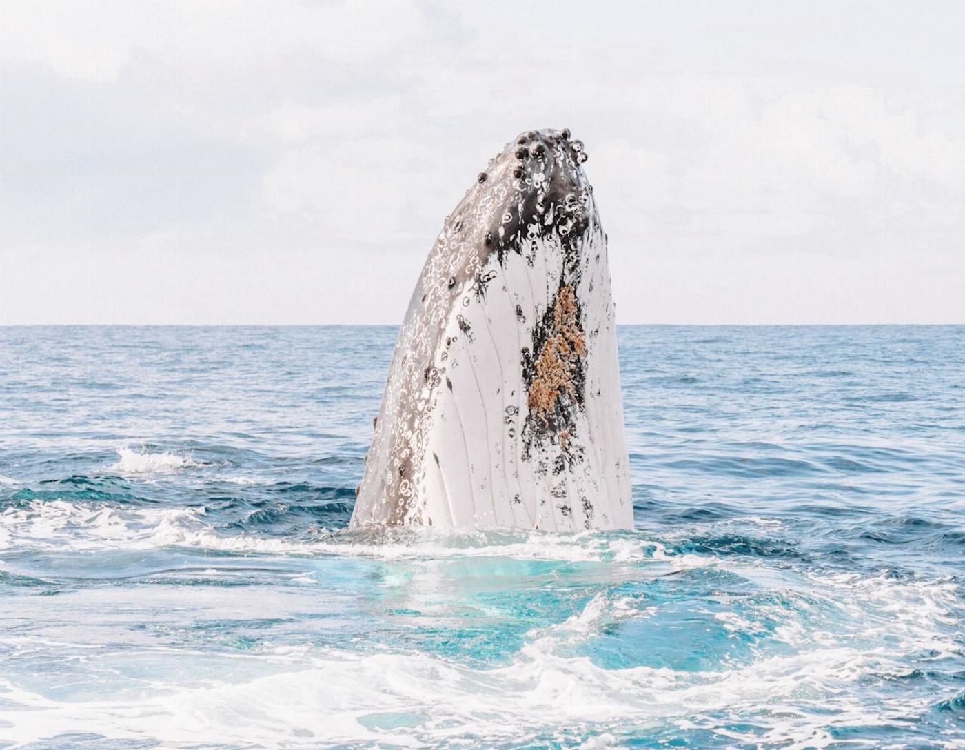 Out Of The Blue Adventures Whale Watching - Ballina Departure
