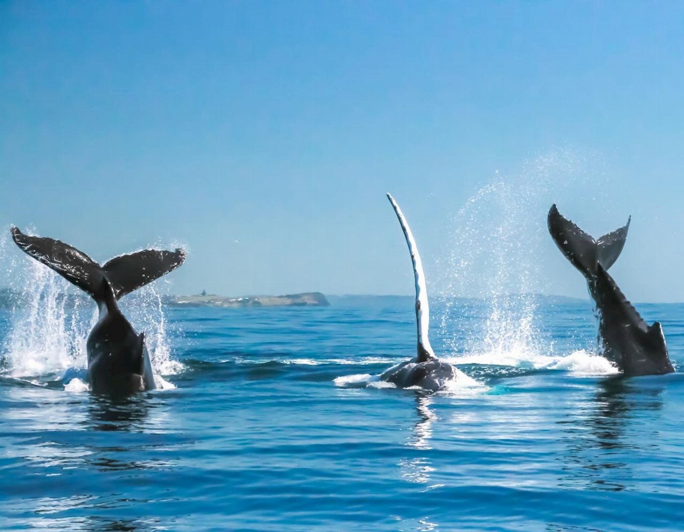 Out Of The Blue Adventures Whale Watching - Ballina Departure