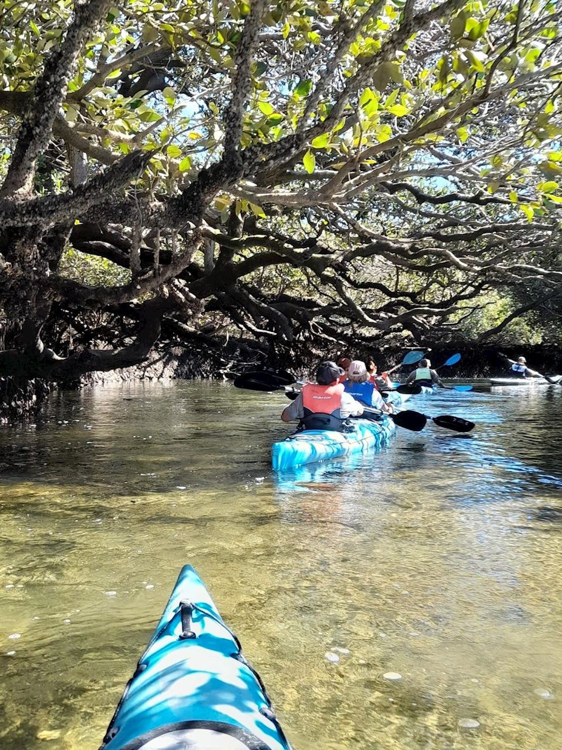 Dolphin Sanctuary Kayak Tours Dolphin Sanctuary Guided Eco Kayak Tour