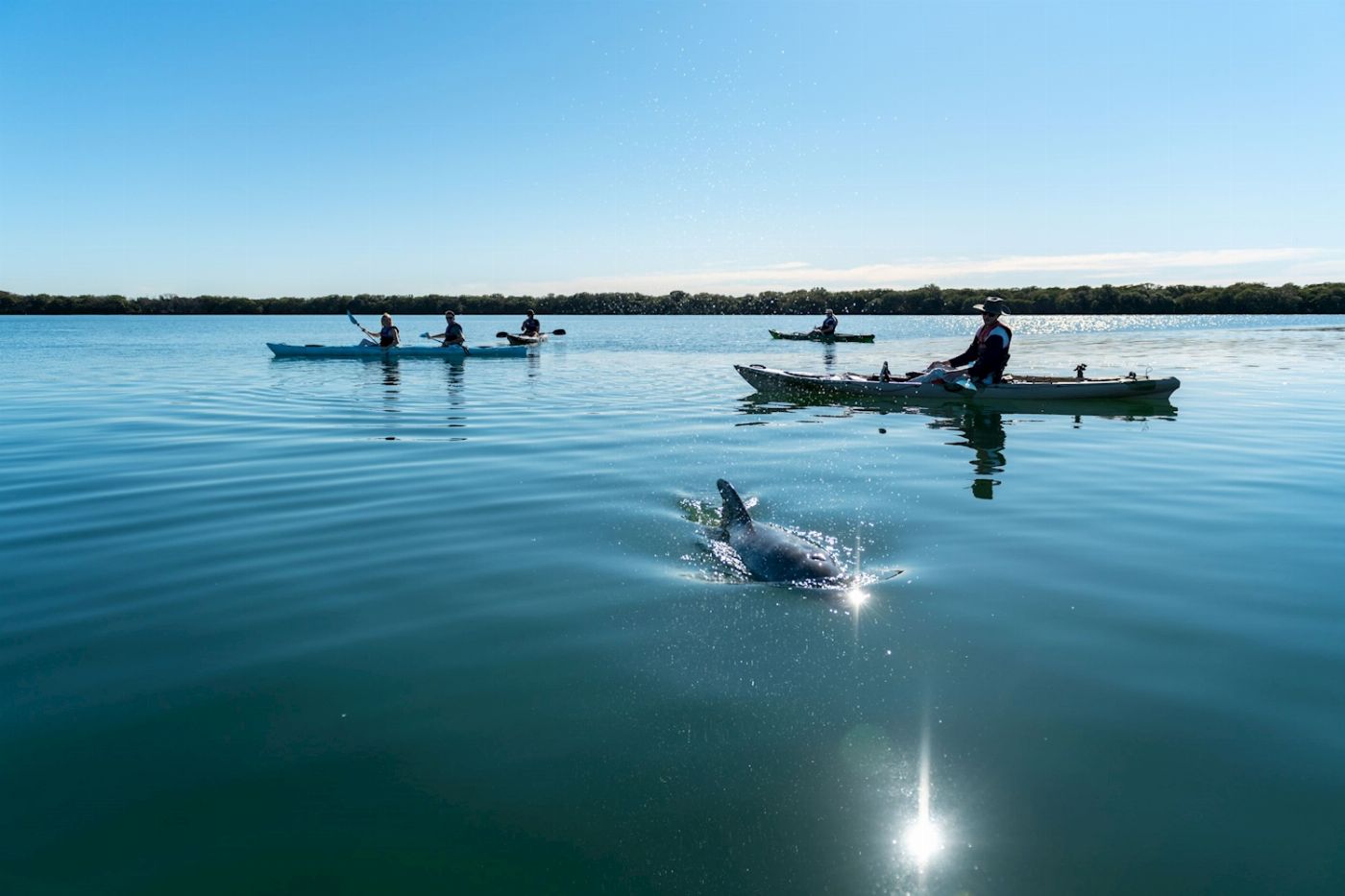 Dolphin Sanctuary Kayak Tours Dolphin Sanctuary Guided Eco Kayak Tour