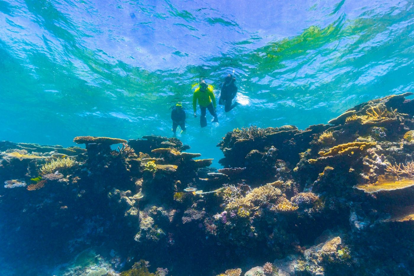 Adrenalin Dive Great Barrier Reef Day Trip (Snorkelling)