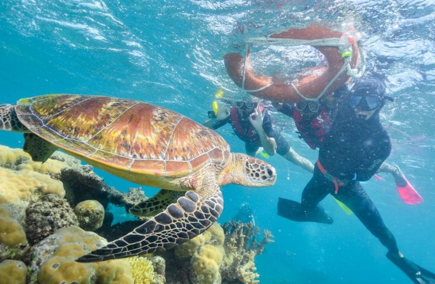 Sunlover Reef Cruises ADD-ON - Moore Reef - Guided Snorkel Tour