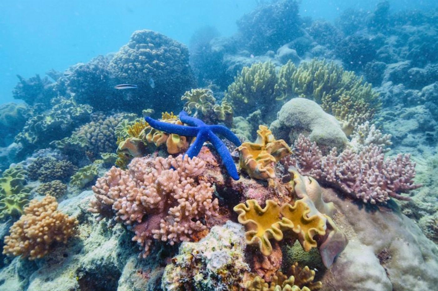 Sunlover Reef Cruises ADD-ON - Moore Reef - Certified Scuba Dive
