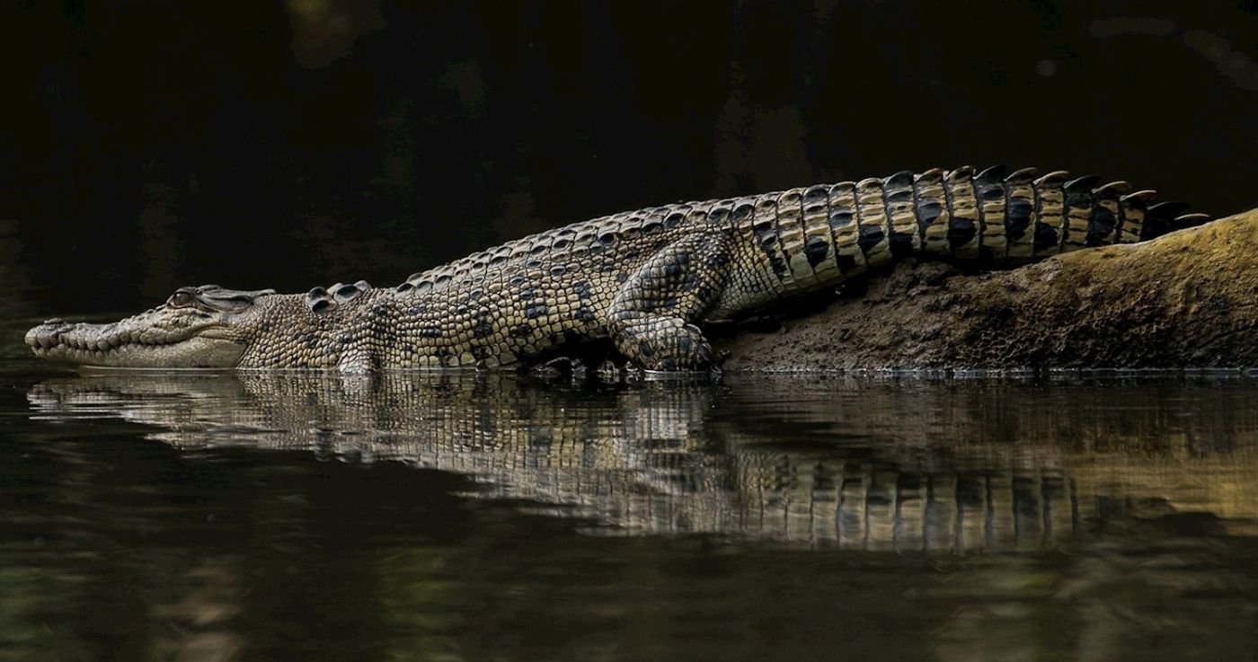 Solar Whisper Wildlife Cruises Crocodile and Wildlife Spotting Tour (Family, 2 Adult + 2 Children)