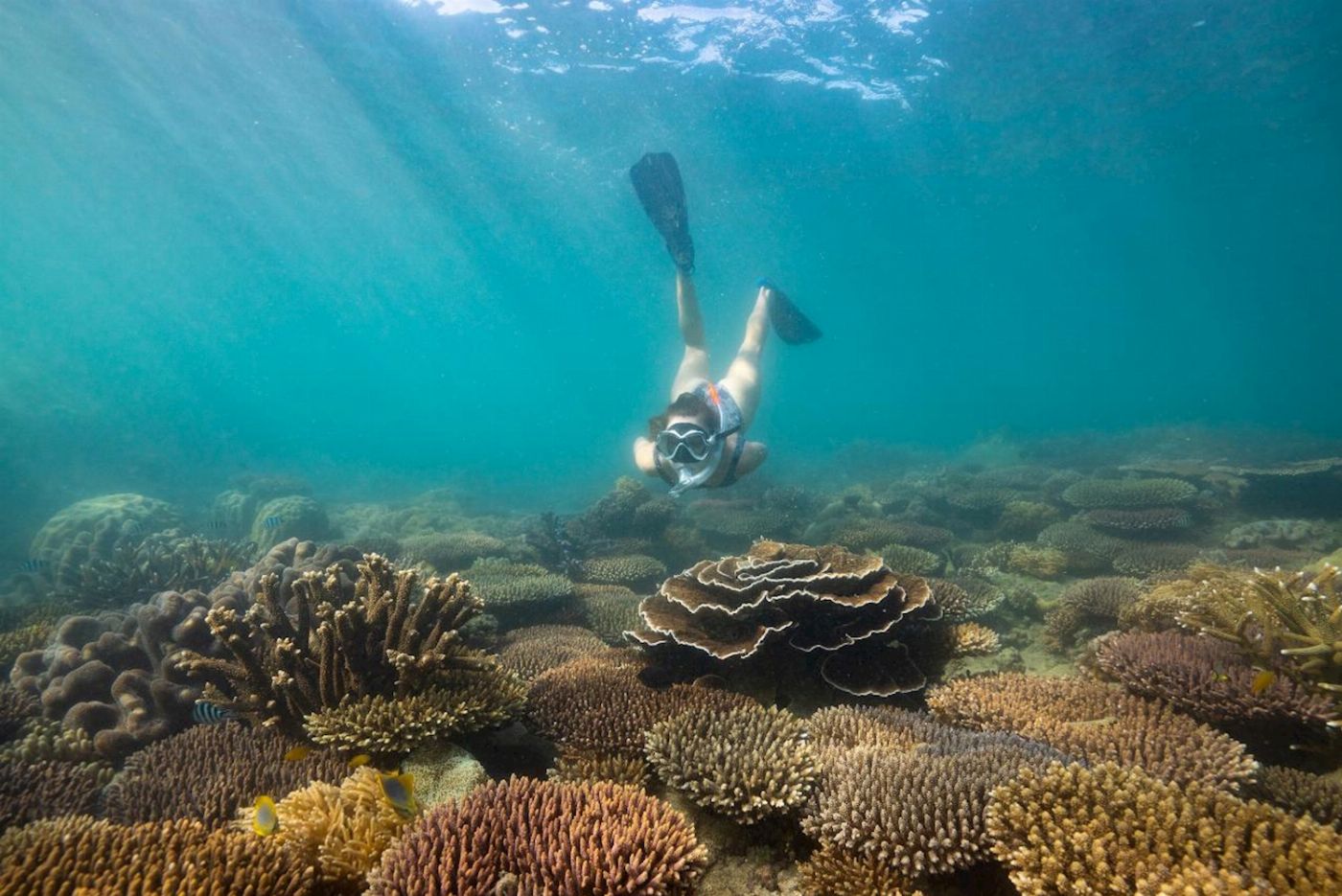 Fitzroy Island Resort Fitzroy Island Full Day Tour from Cairns | Return Ferry (8am-5pm) & Guided Snorkel Safari (10am)