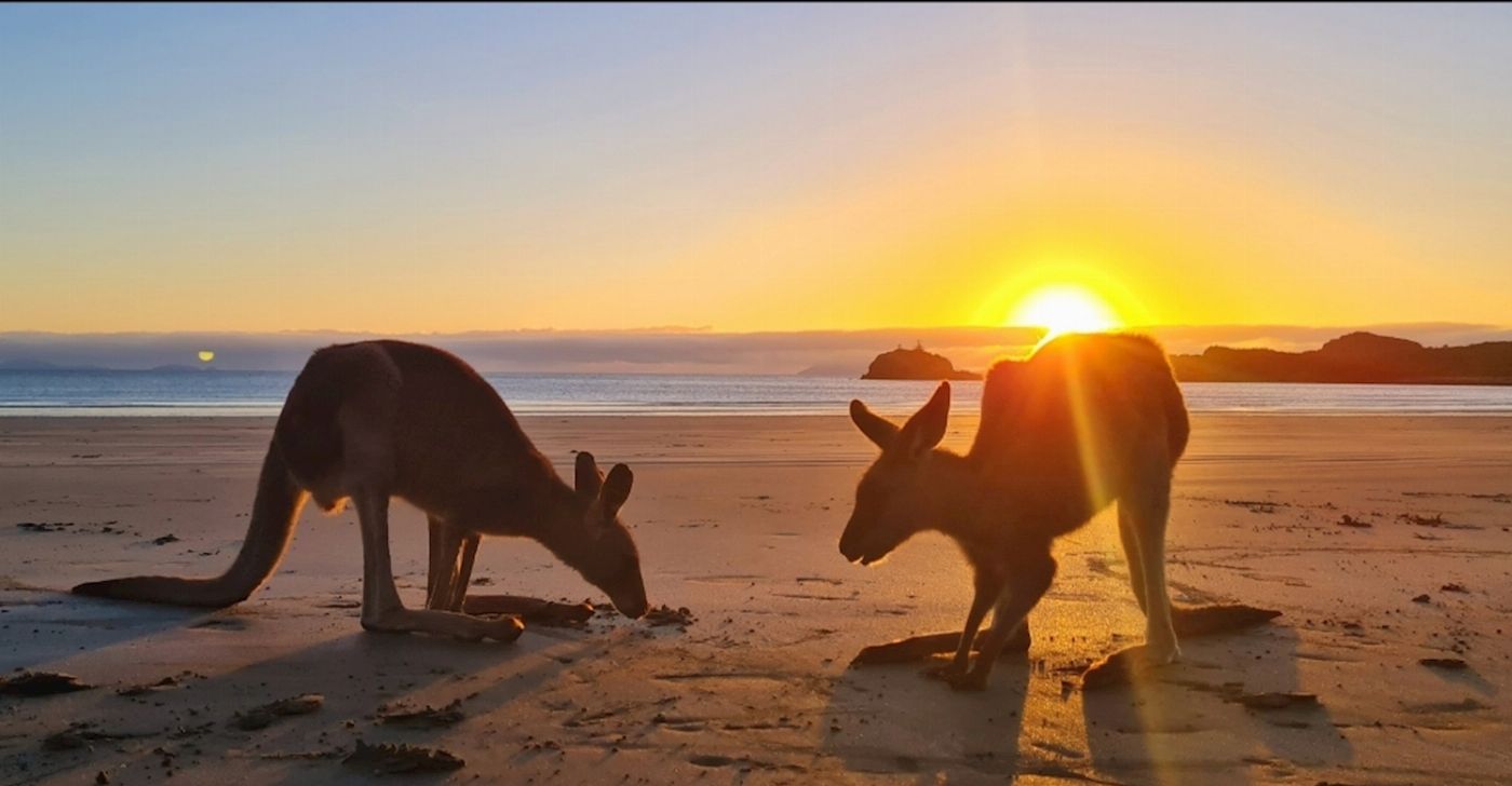 Driftwood Tours Sunrise with kangaroos-departs Airlie Beach