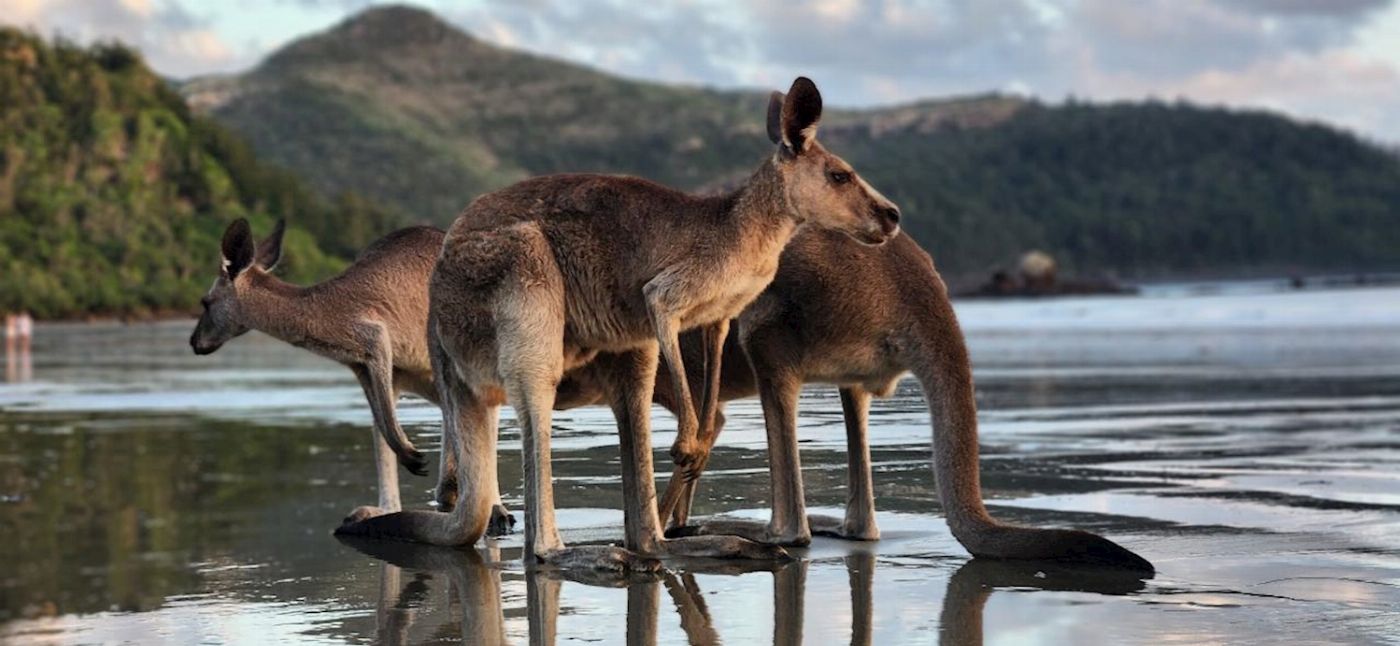 Driftwood Tours Sunrise with kangaroos-departs Airlie Beach