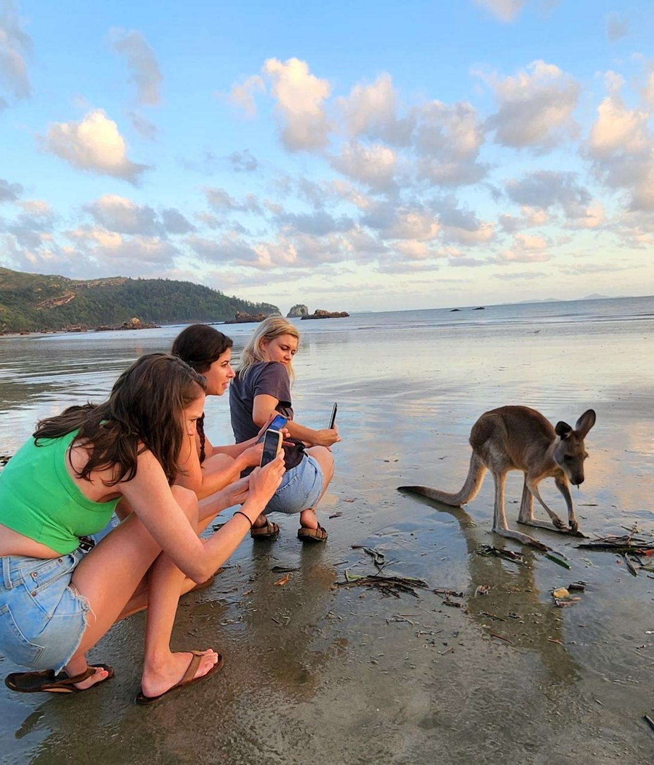 Driftwood Tours Sunrise with kangaroos-departs Airlie Beach