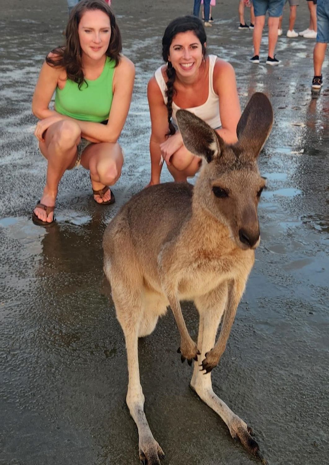 Driftwood Tours Sunrise with kangaroos-departs Airlie Beach