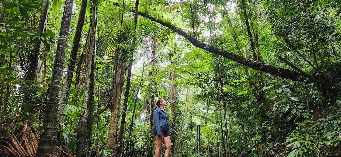 Driftwood Tours Rainforest Bushwalk & Waterfalls
