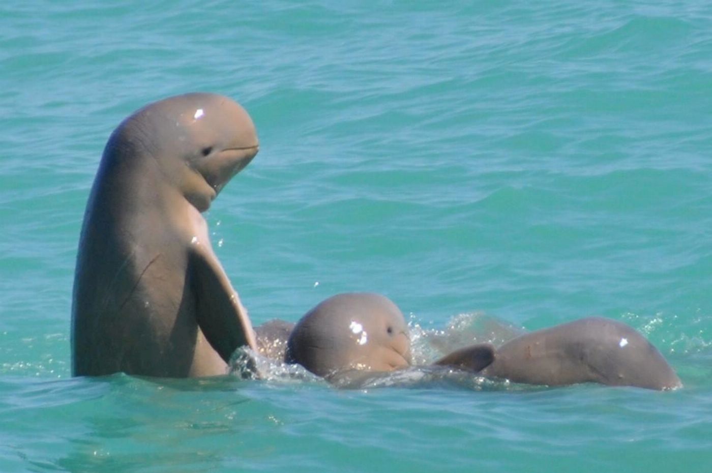 Broome Whale Watching Snubfin Dolphin Cruises