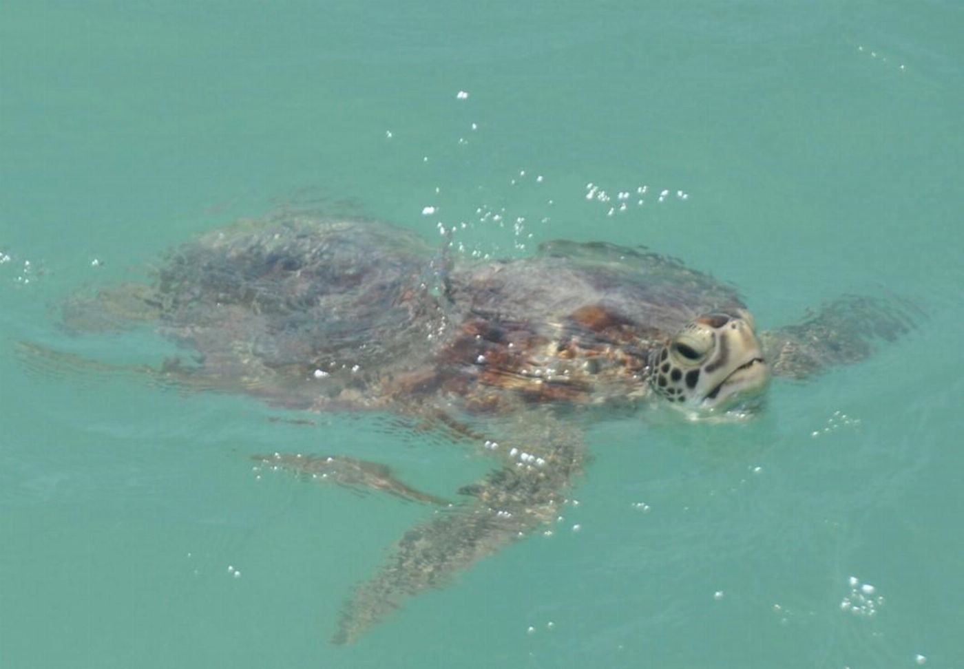 Broome Whale Watching Snubfin Dolphin Cruises