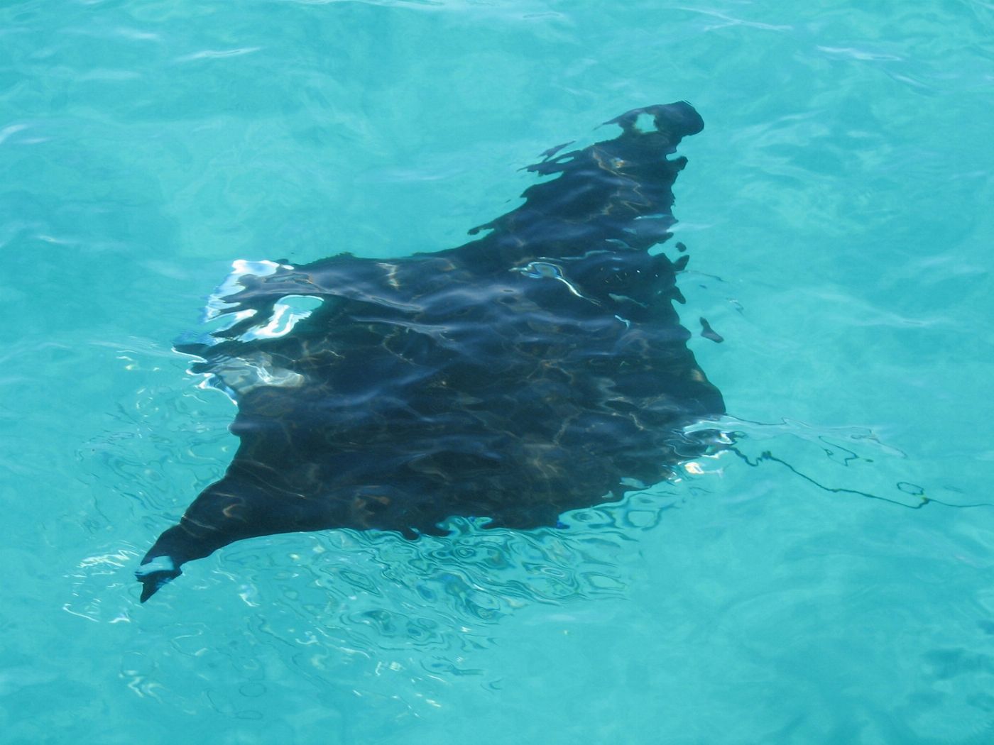 Broome Whale Watching Snubfin Dolphin Cruises