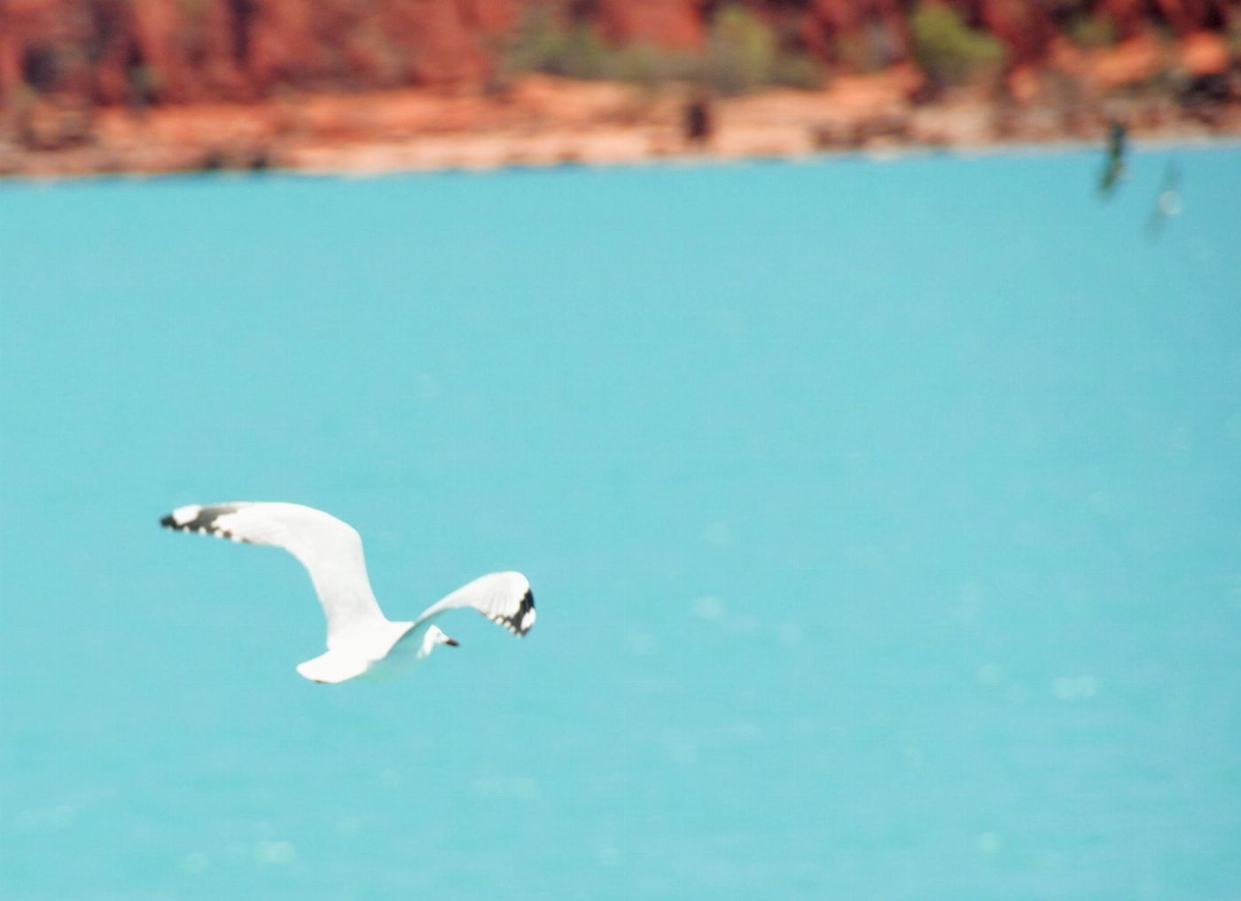 Broome Whale Watching Snubfin Dolphin Cruises