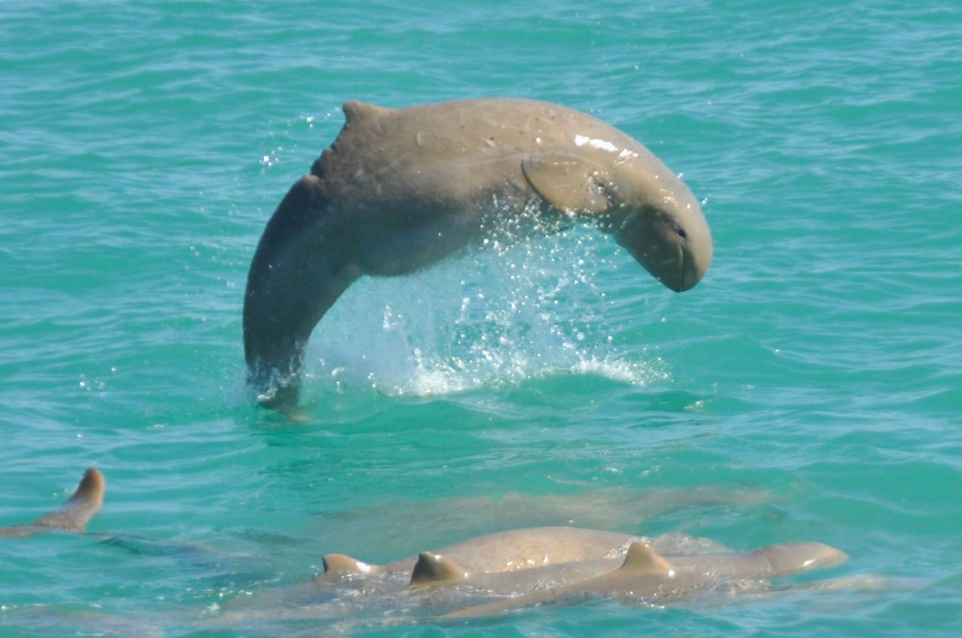Broome Whale Watching Broome Sunset Cruise