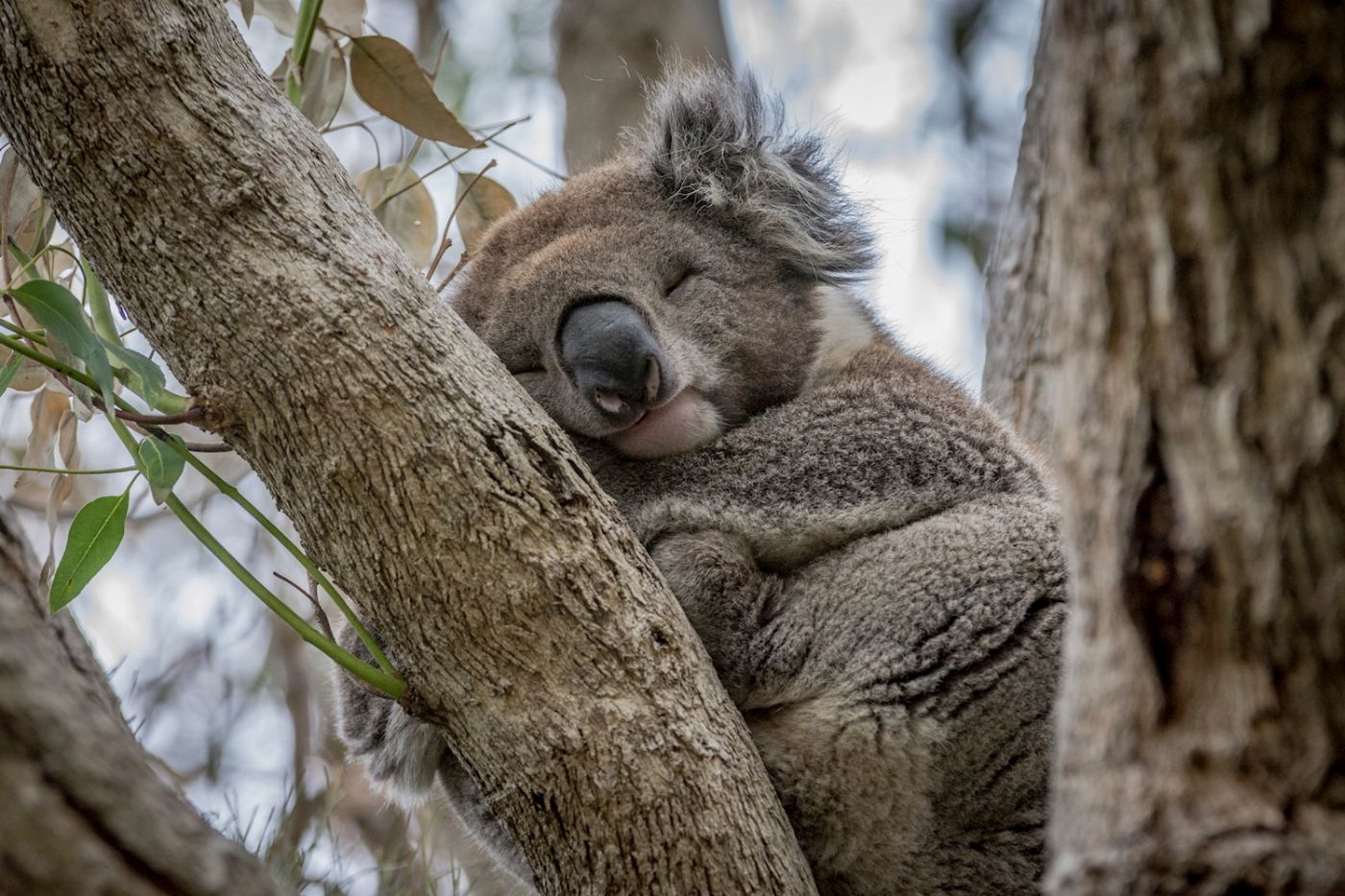 Explore Australia Explore Great Ocean Road and 12 Apostles - Day Tour