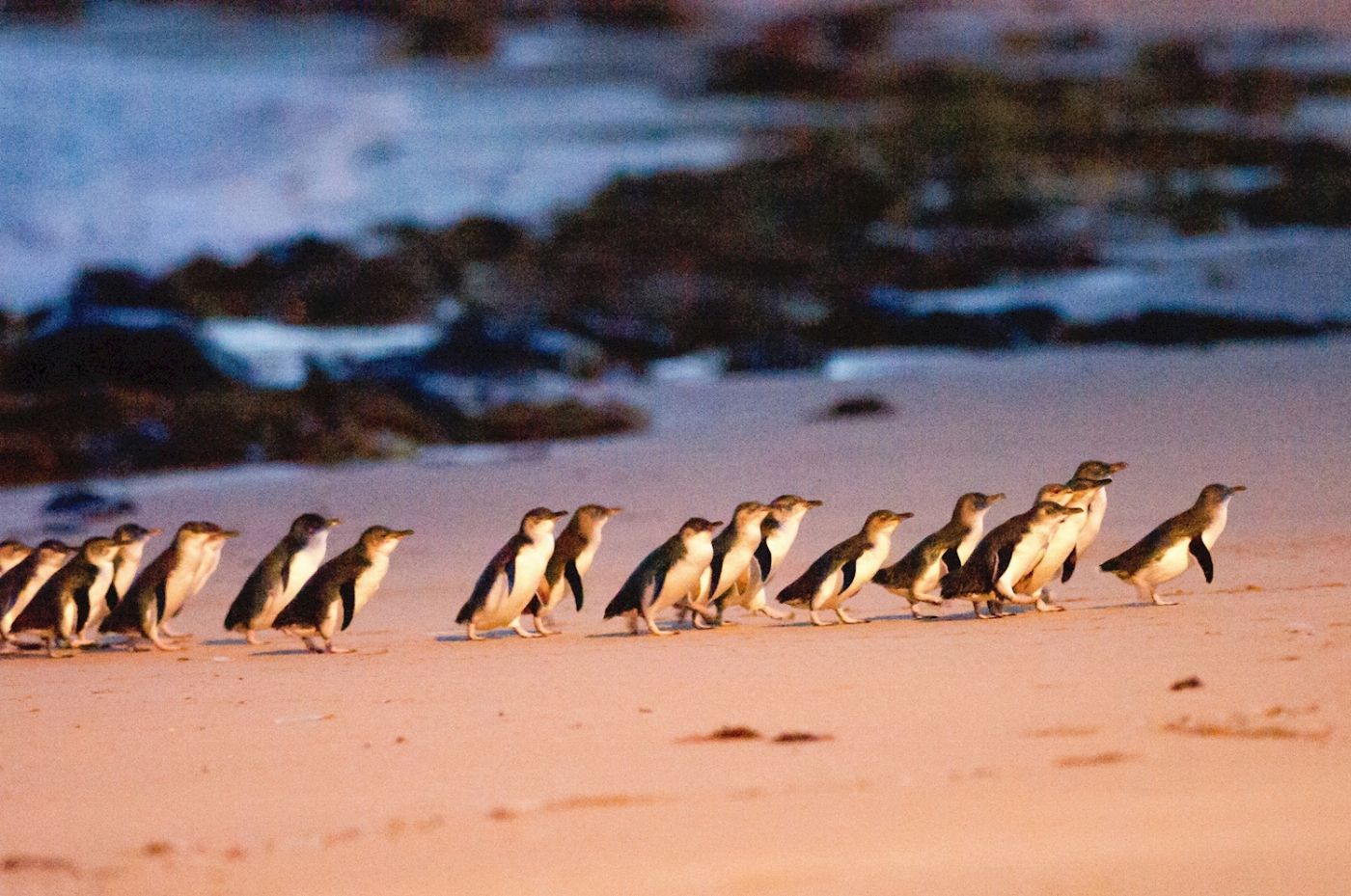Autopia Tours Phillip Island Penguins + Koalas (Penguins Plus Viewing)