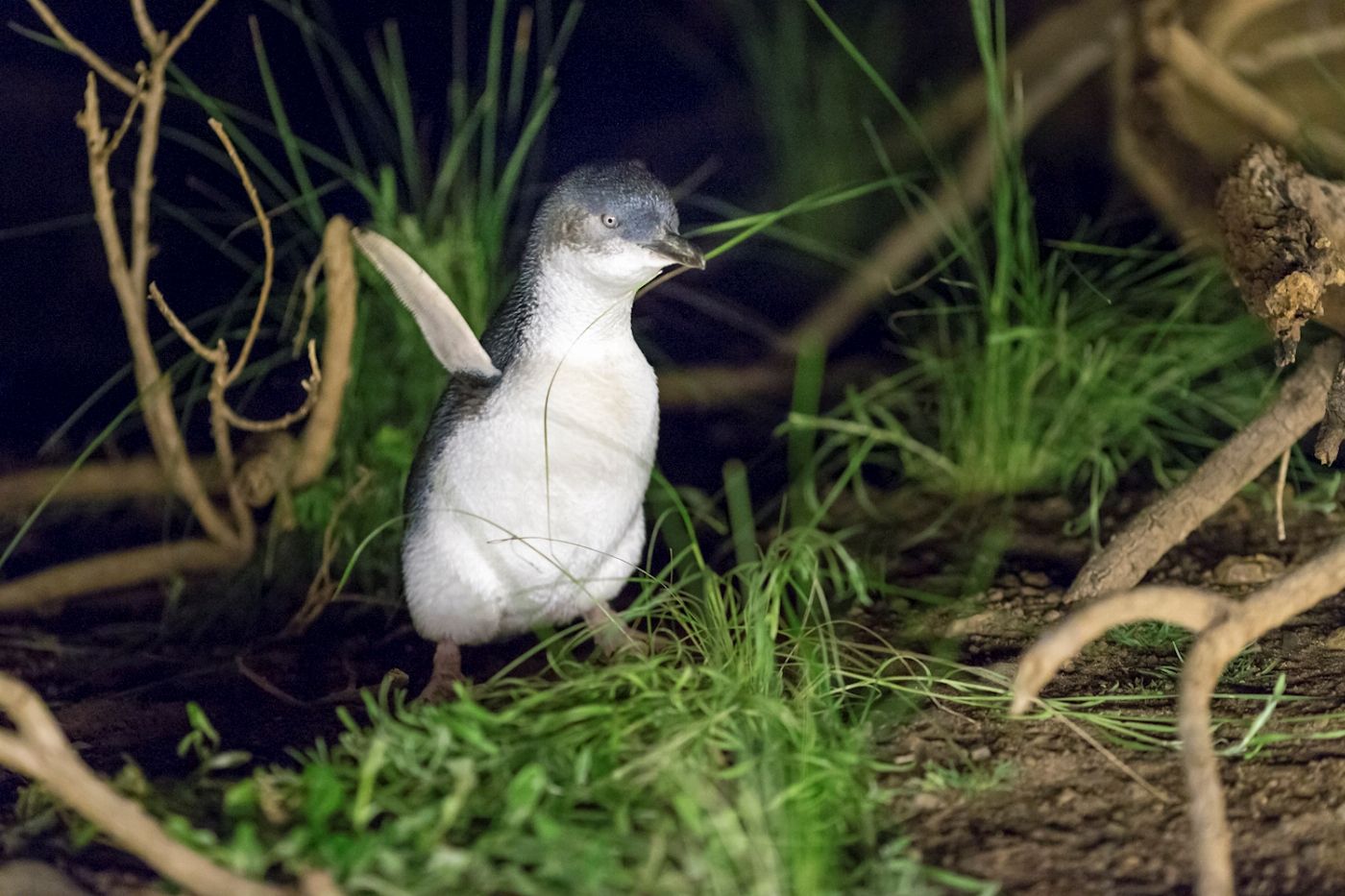 Autopia Tours Phillip Island Penguins + Koalas (Penguins Plus Viewing)