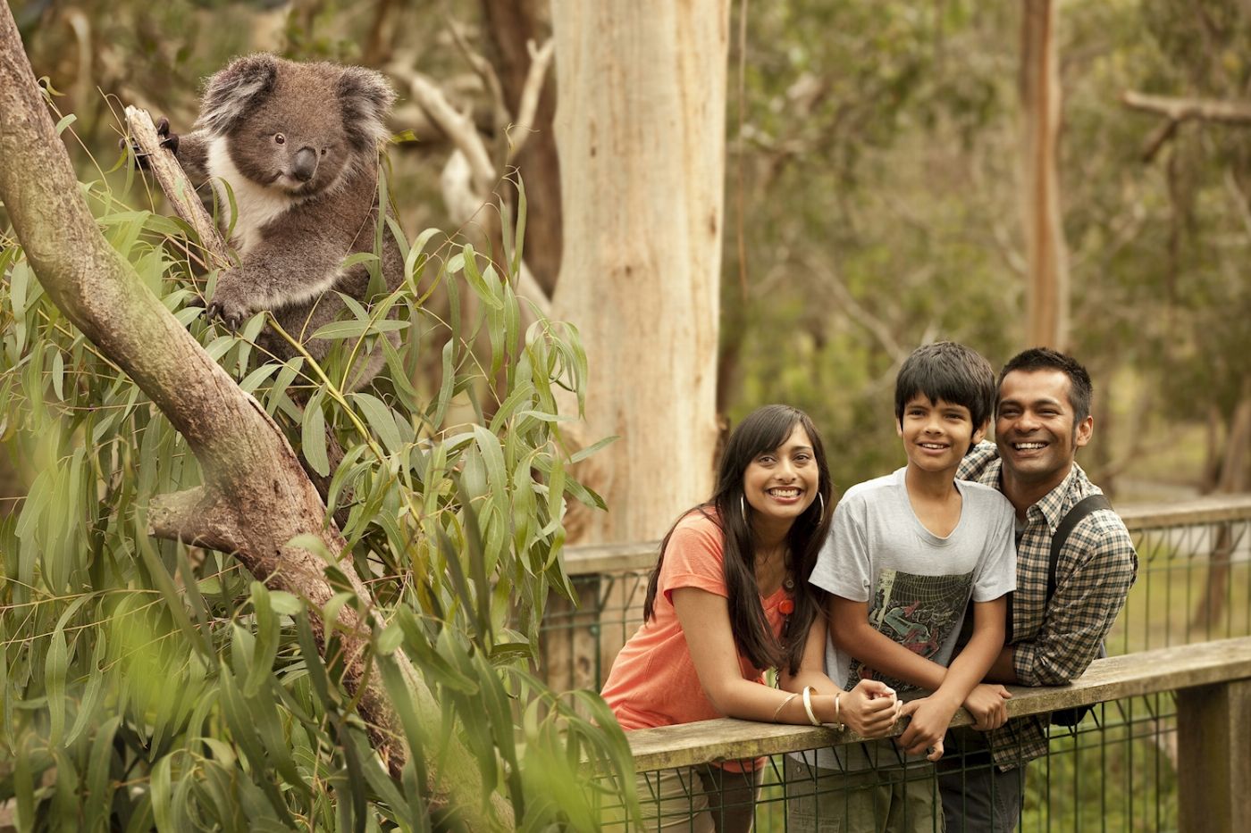 Autopia Tours Phillip Island Penguins + Koalas (Penguins Plus Viewing)