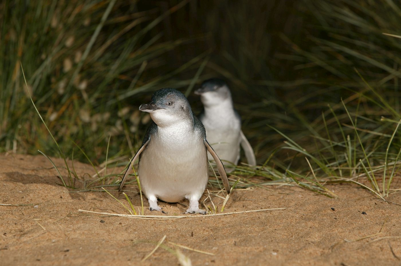 Autopia Tours Phillip Island Penguins + Koalas (Penguins Plus Viewing)