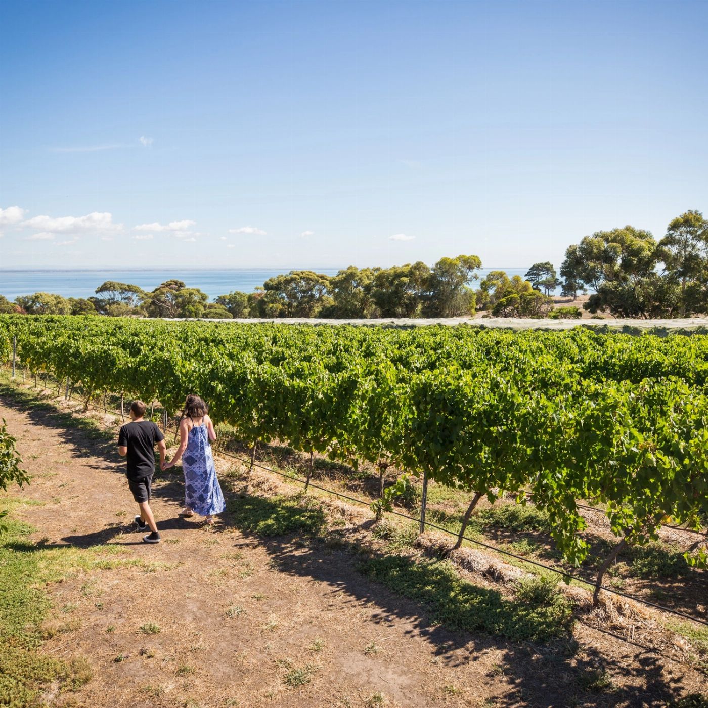 Hop It Blue Route - The Bellarine (Region Pick Up + return)