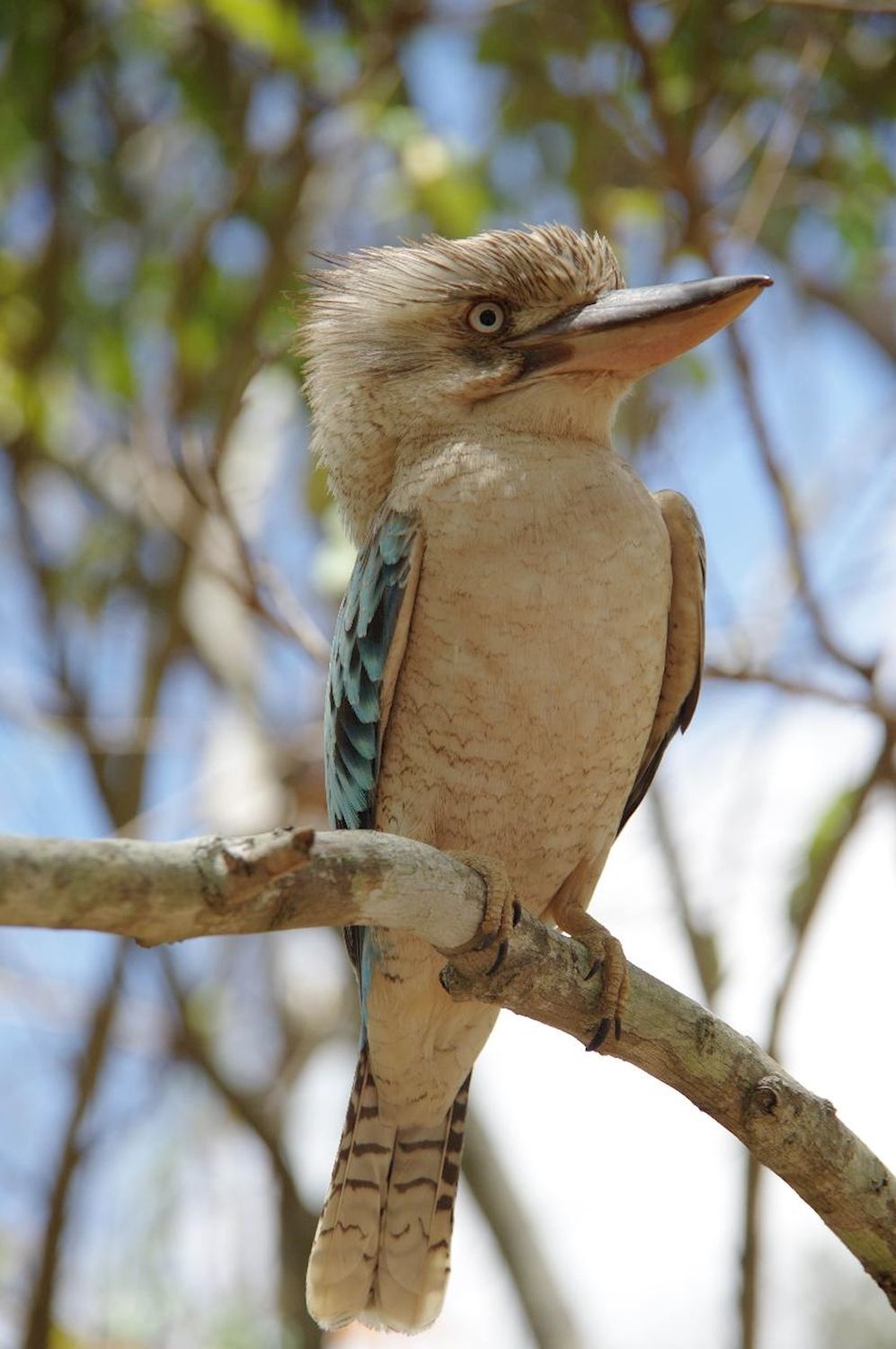 Magnetic Island Tours Maggie Highlights