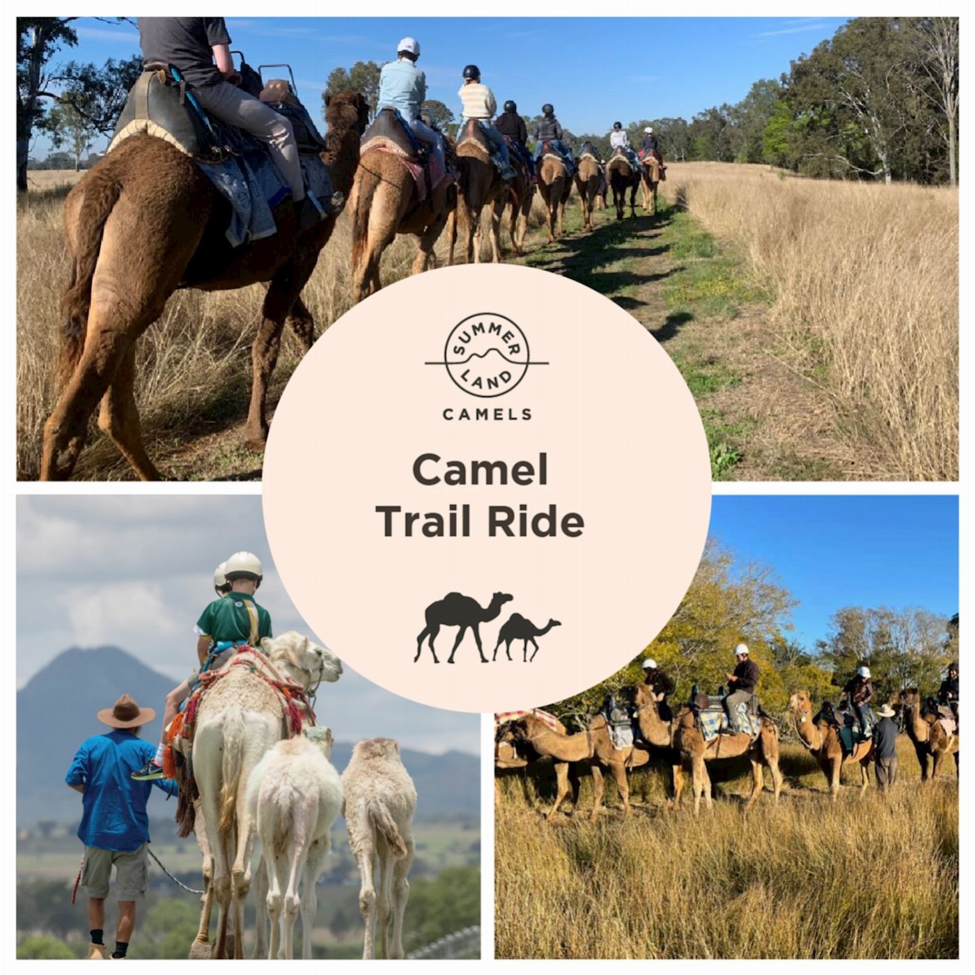 Summer Land Camels Camel Trail Ride