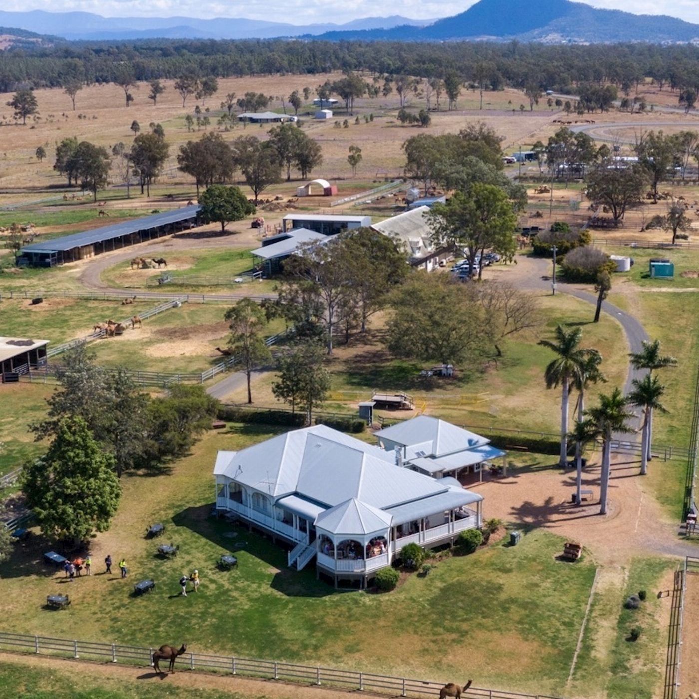 Summer Land Camels Premium Paddock to Plate