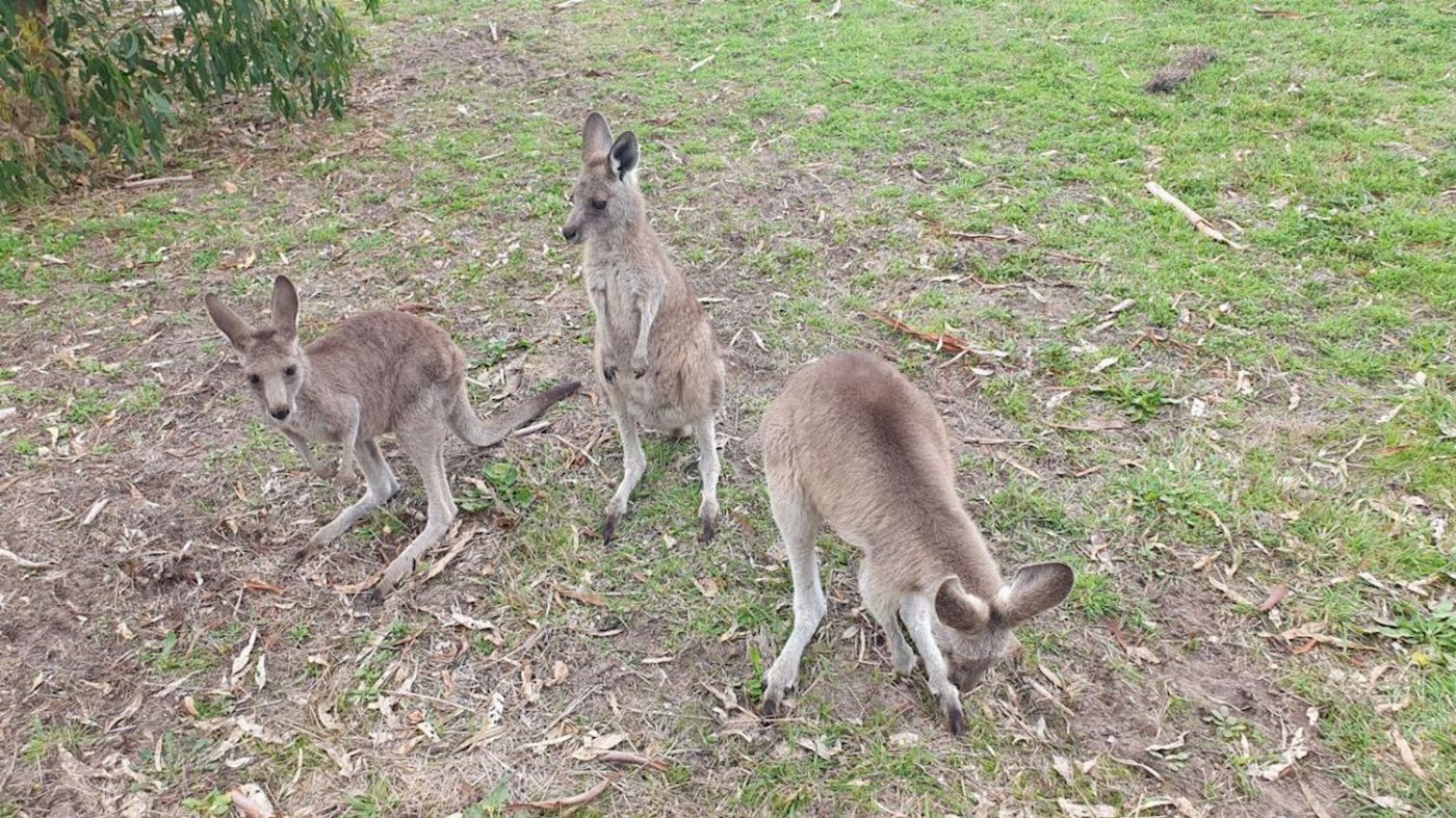 Coonawarra Experiences Caves, Cabernet & Kangaroos