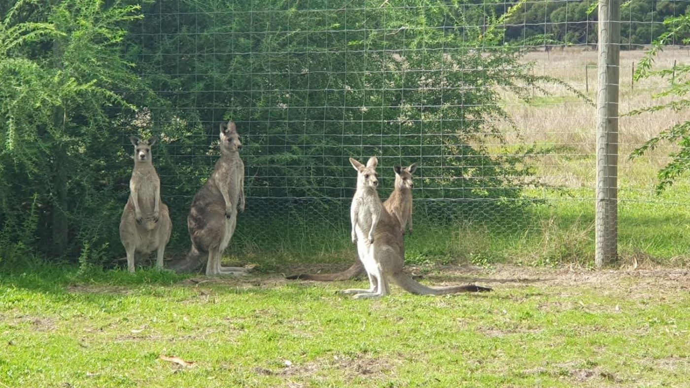 Coonawarra Experiences Caves, Cabernet & Kangaroos