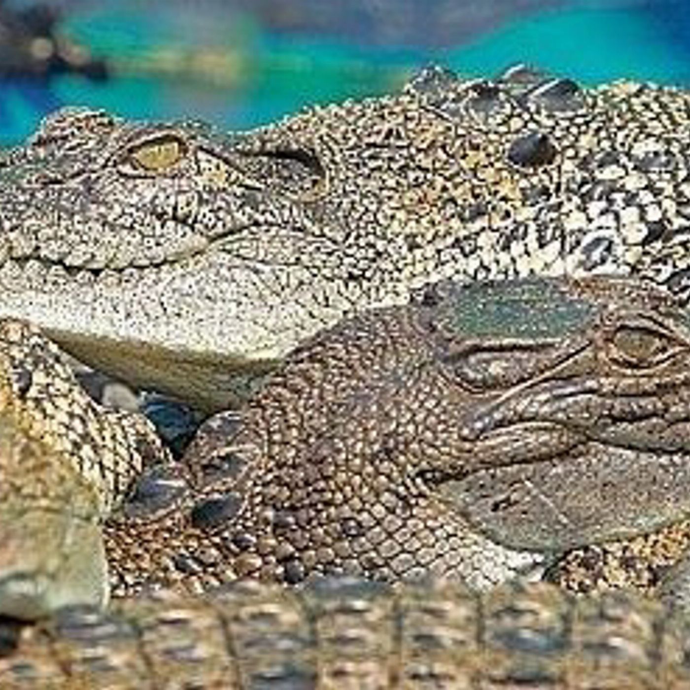 Hartley's Crocodile Adventures Entry with Return Transfers ex Cairns & Cairns Northern Beaches