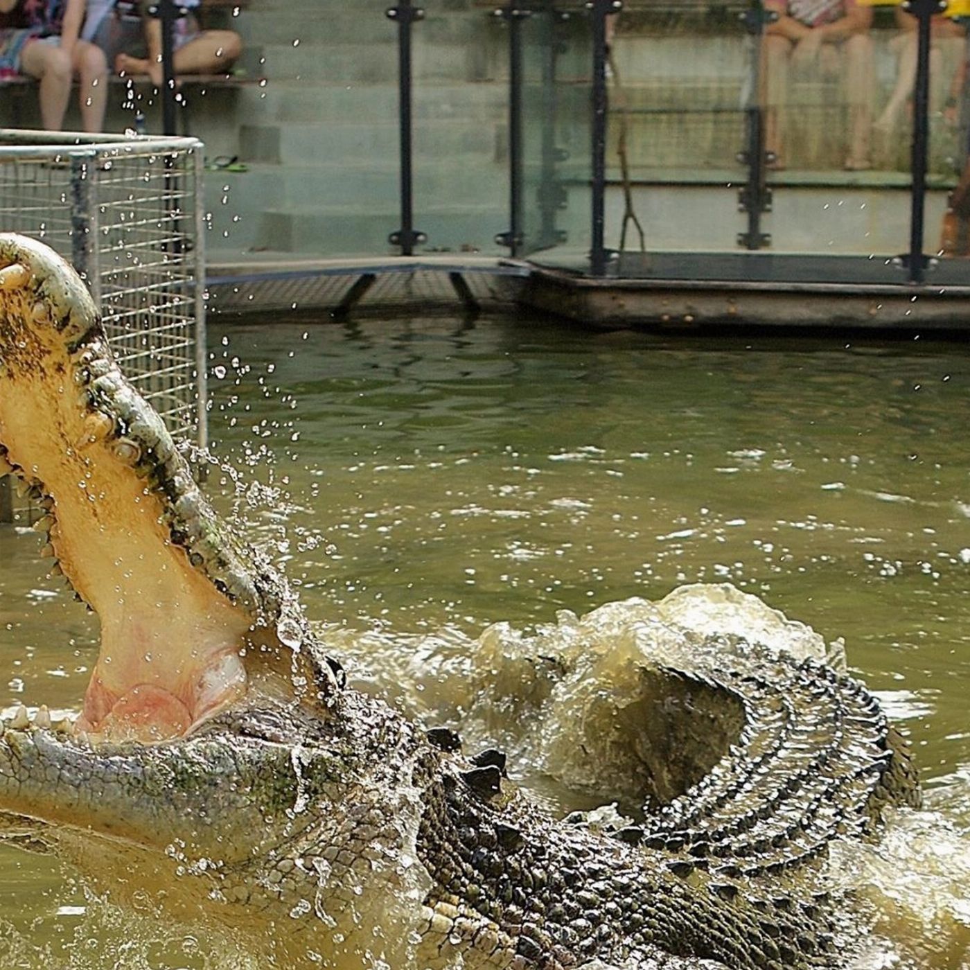 Hartley's Crocodile Adventures Entry with Return Transfers ex Cairns & Cairns Northern Beaches