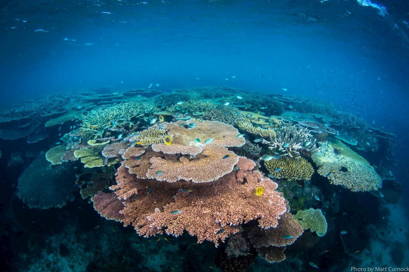 Adrenalin Dive Great Barrier Reef Day Trip inc. MOUA (Snorkeling)