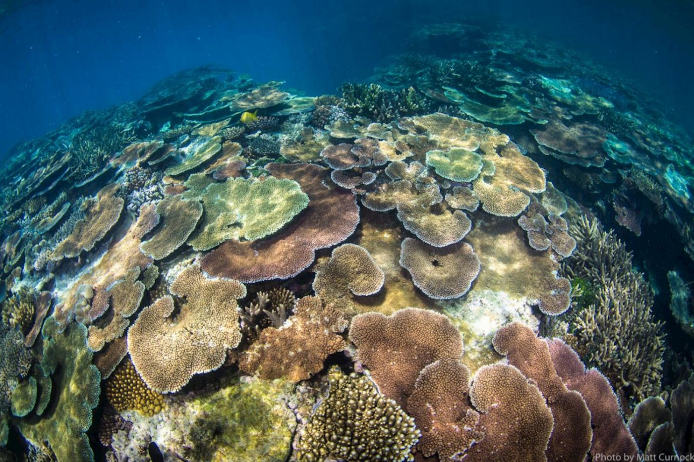 Adrenalin Dive Great Barrier Reef Day Trip inc. MOUA (Snorkeling)