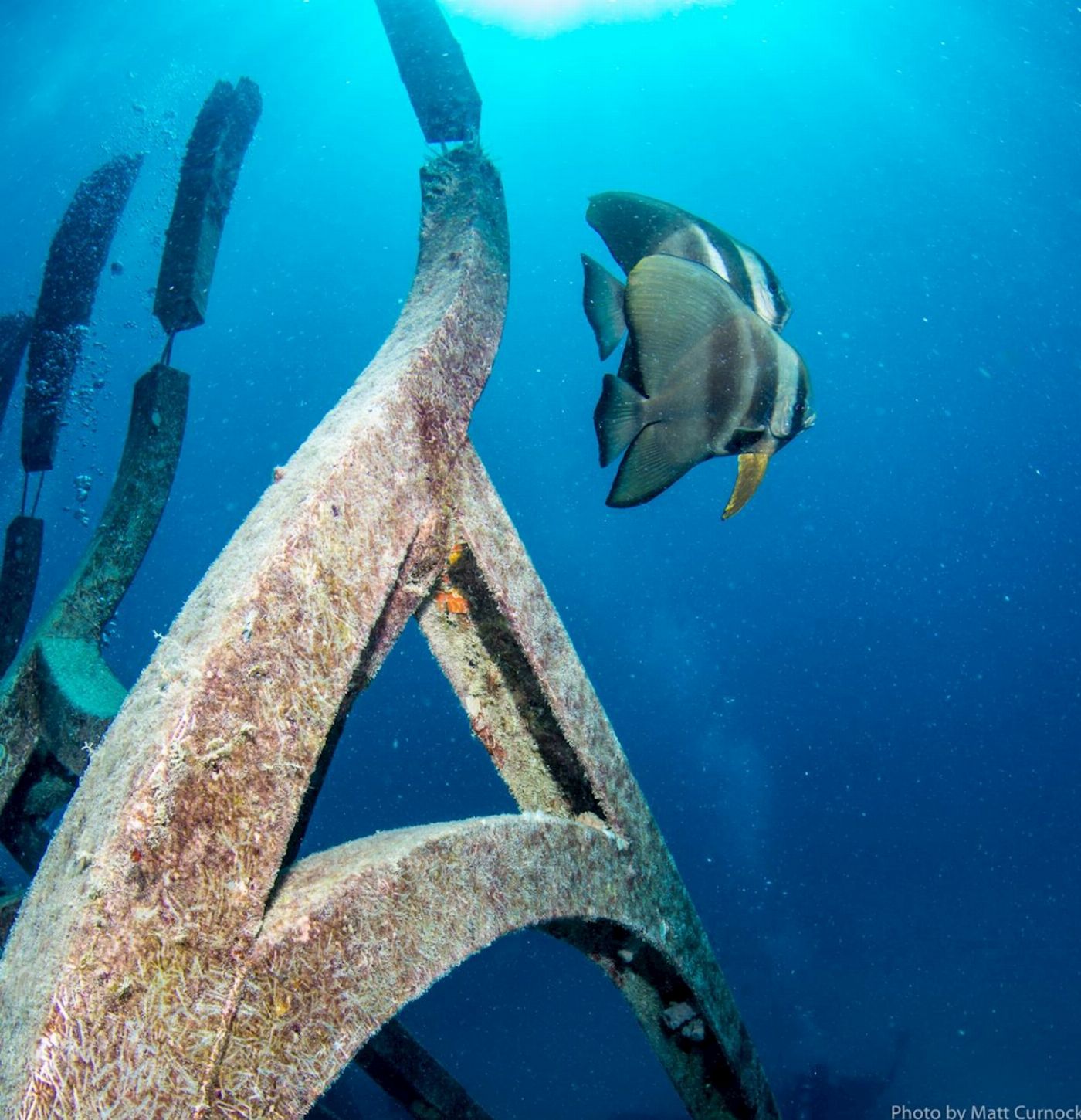 Adrenalin Dive Great Barrier Reef Day Trip inc. MOUA (Snorkeling)