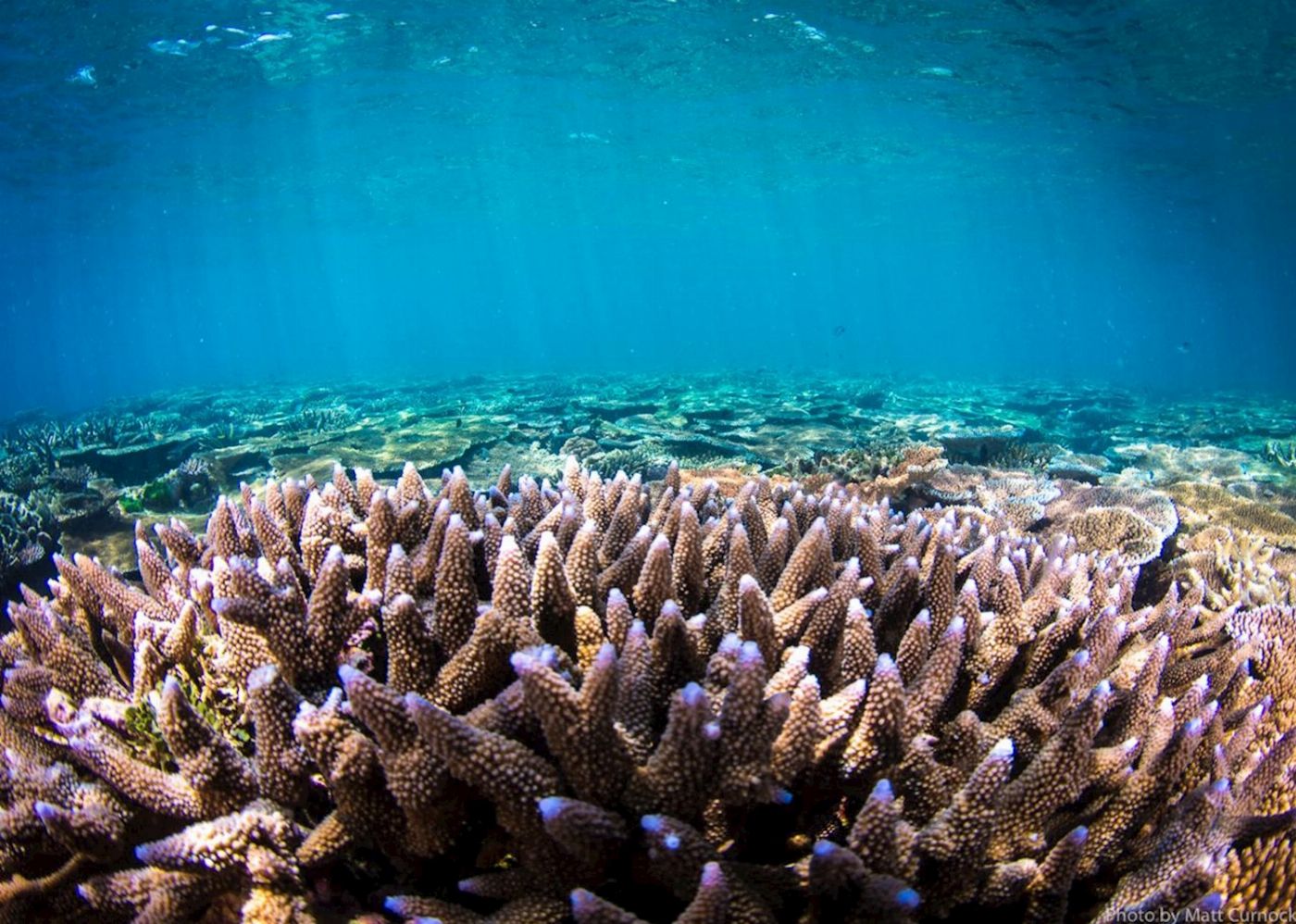 Adrenalin Dive Great Barrier Reef Day Trip inc. MOUA (Snorkeling)