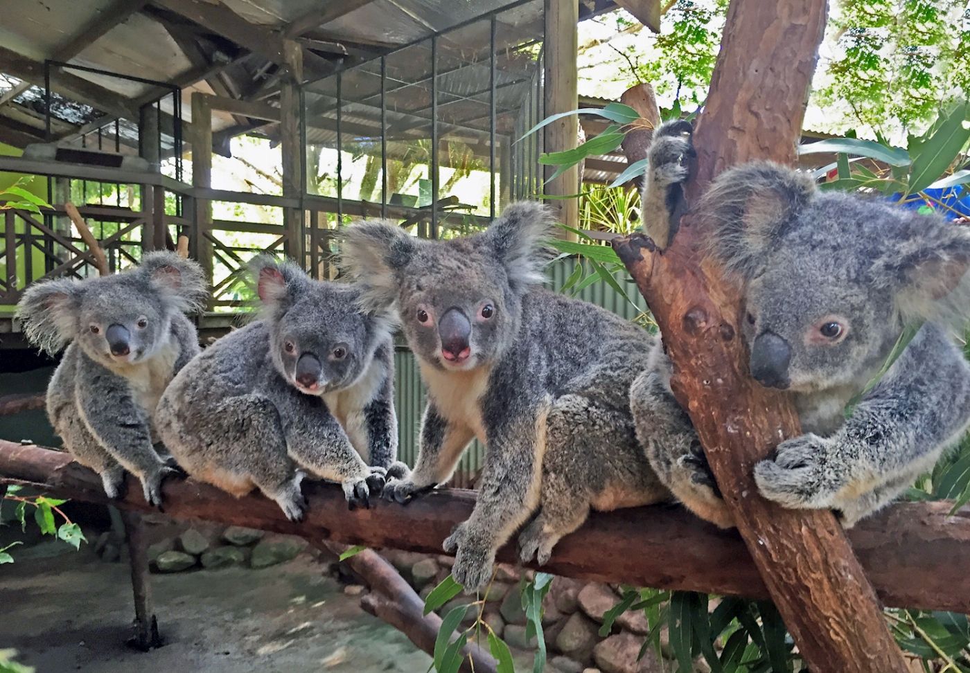 Tropic Wings Kuranda Rainforestation with Skyrail Rainforest Cableway - ENS