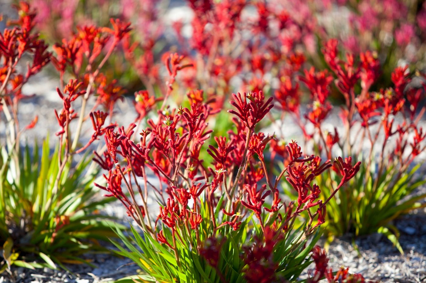Autopia Tours Pinnacles Lobster Yanchep Day Tour