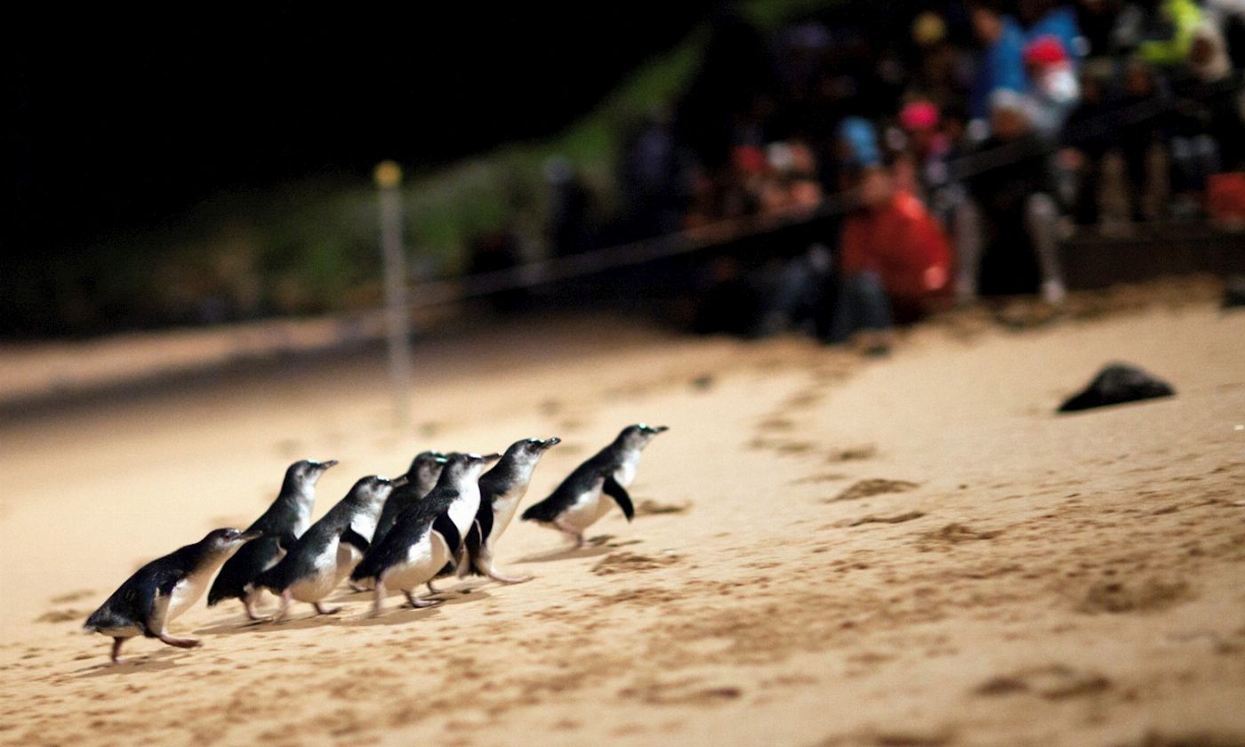 Go West Tours Phillip Island Penguin Parade Afternoon Tour from Melbourne