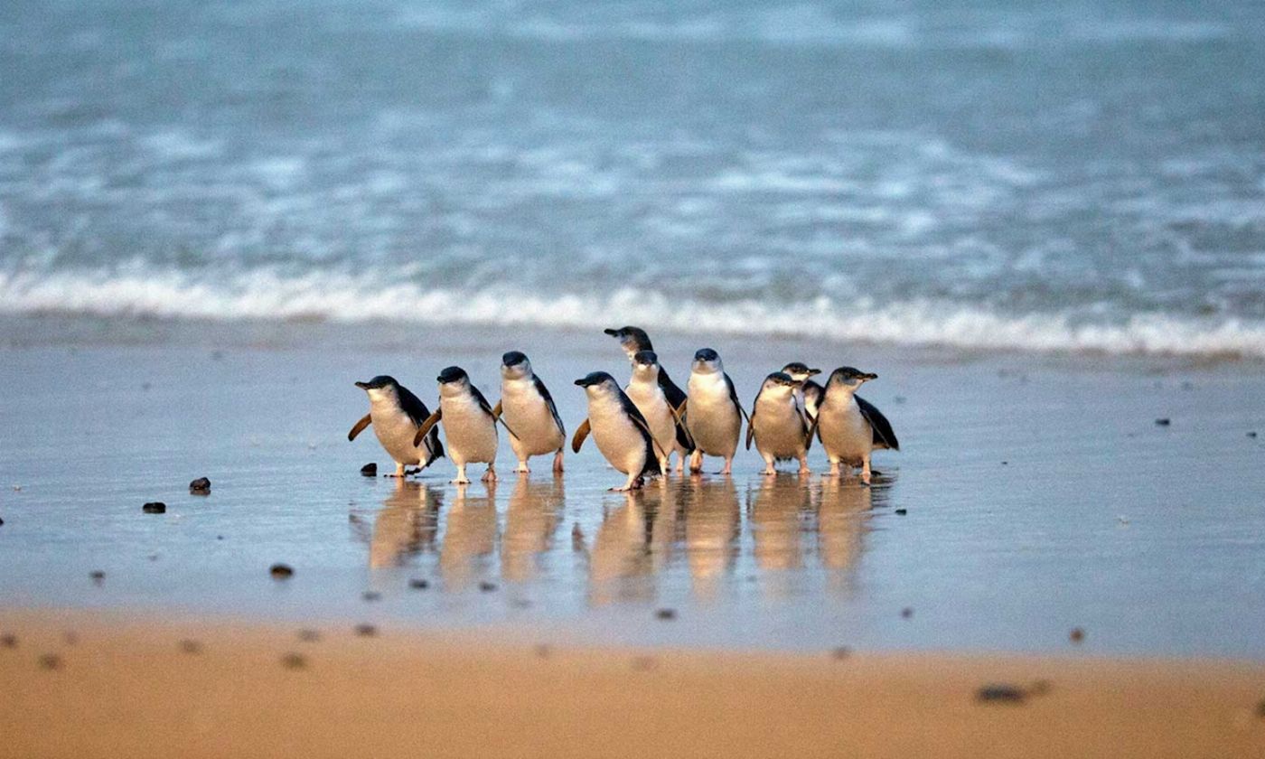 Go West Tours Phillip Island Penguin Parade Afternoon Tour from Melbourne