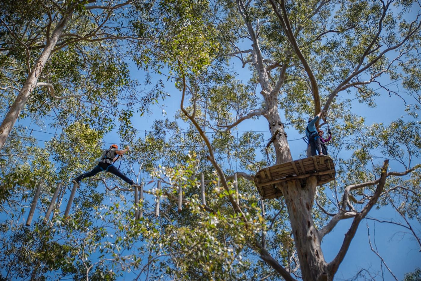 Treetops Adventure Western Sydney Tree Ropes Course